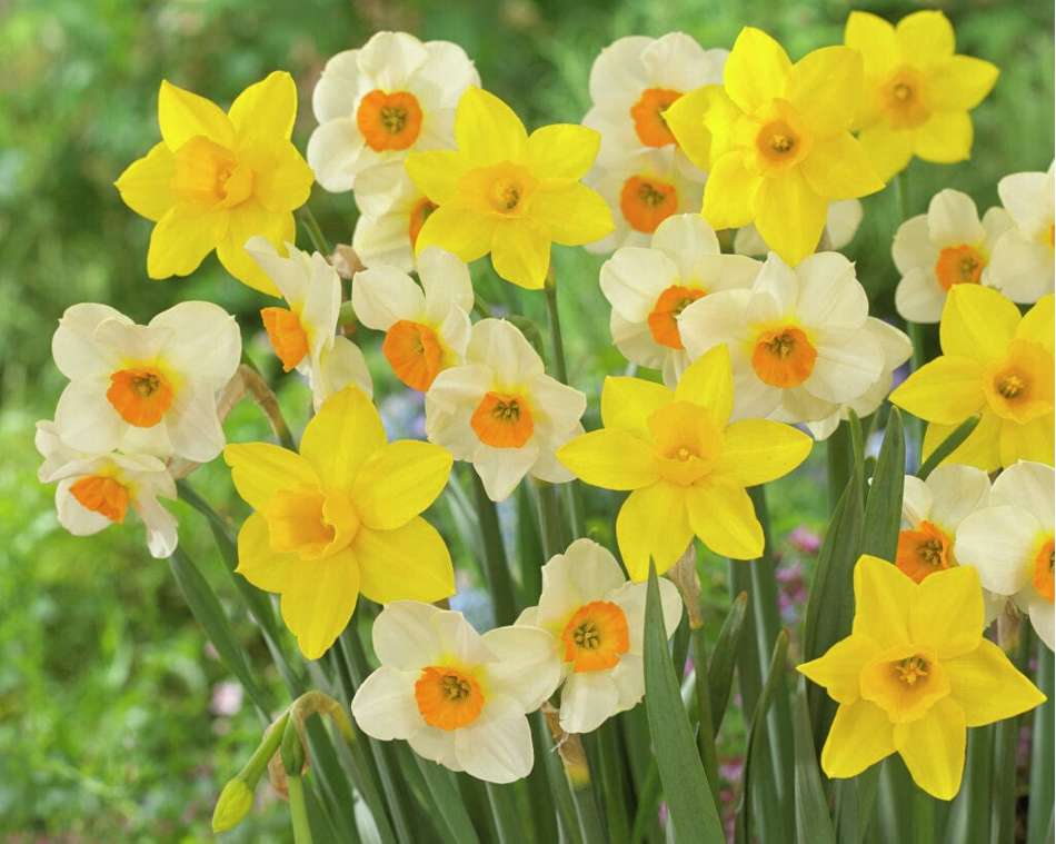 'Sweet Flower' narcissmix